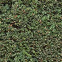 photo texture of hedge seamless 0007